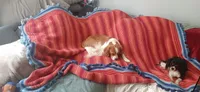 Ky, a male Cavalier King Charles Spaniel and Cavachon for sale in Lancaster, OH – 6 of 6