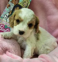 Barbie Doll, a male Cavalier King Charles Spaniel and Cavachon for sale in Lancaster, OH – 3 of 10