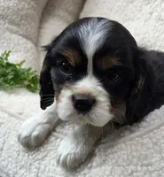 Parsley AKC chocolate carrier , a male Cavalier King Charles Spaniel for sale in Lancaster, OH – 4 of 9