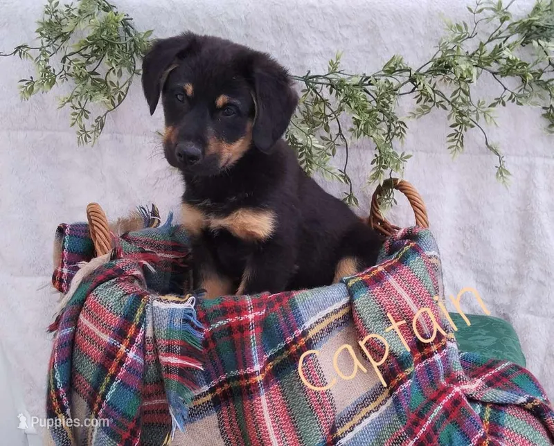 Captain – German Shepherd Dog, Australian Labradoodle puppy for sale in Lancaster, OH