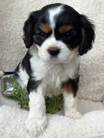 Marjoram , a female Cavalier King Charles Spaniel for sale in Lancaster, OH – 6 of 6