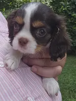 Freedom , a female Cavalier King Charles Spaniel for sale in Lancaster, OH – 4 of 5