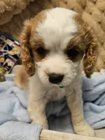 G I Joe, a male Cavalier King Charles Spaniel and Cavachon for sale in Lancaster, OH – 4 of 10