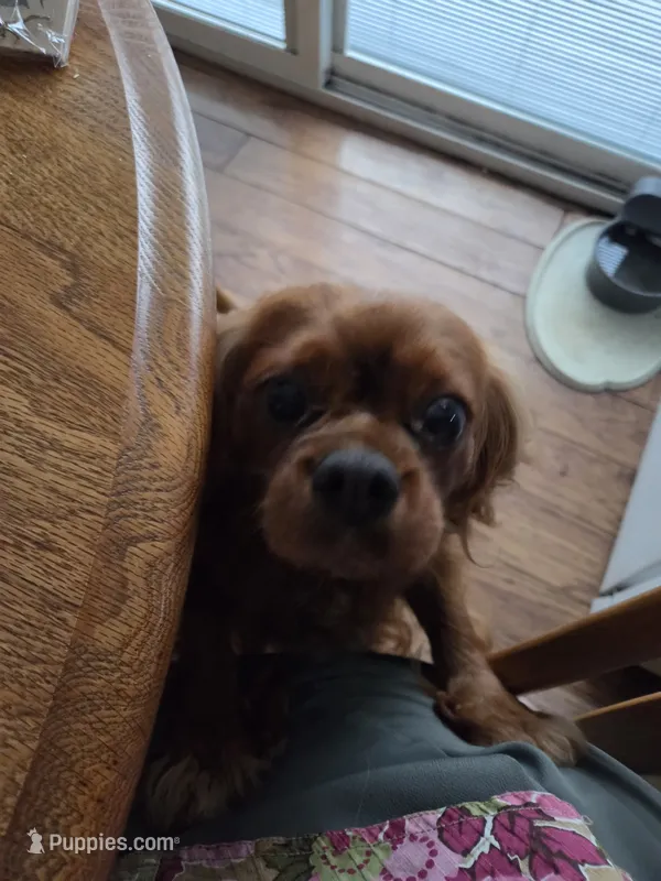 Ginger – Cavalier King Charles Spaniel puppy for sale in Lancaster, OH