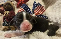 Independence , a female Cavalier King Charles Spaniel for sale in Lancaster, OH – 9 of 10