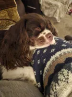 Emerald Faerie - pet only, a female Cavalier King Charles Spaniel for sale in Lancaster, OH – 8 of 9