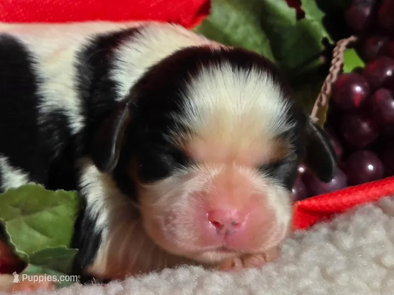 Goofy Grape – Cavalier King Charles Spaniel puppy for sale in Lancaster, OH