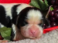 Goofy Grape, a male Cavalier King Charles Spaniel for sale in Lancaster, OH – 1 of 7