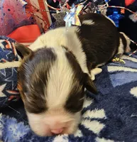 Patriot, a male Cavalier King Charles Spaniel for sale in Lancaster, OH – 7 of 9