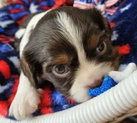 Independence , a female Cavalier King Charles Spaniel for sale in Lancaster, OH – 2 of 6