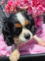 Winnie , a female Cavalier King Charles Spaniel for sale in Lancaster, OH – 4 of 10