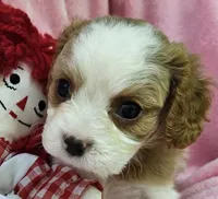 Raggedy Anne , a female Cavalier King Charles Spaniel and Cavachon for sale in Lancaster, OH – 8 of 10