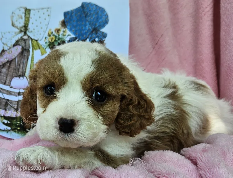 Holly Hobby  – Cavalier King Charles Spaniel, Cavachon puppy for sale in Lancaster, OH