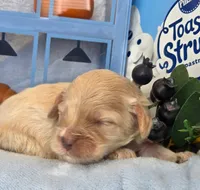 Blueberry Struedel hypoallergenic , a female Cockapoo and Bichpoo for sale in Lancaster, OH – 7 of 8