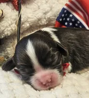 Firecracker , a male Cavalier King Charles Spaniel for sale in Lancaster, OH – 6 of 10