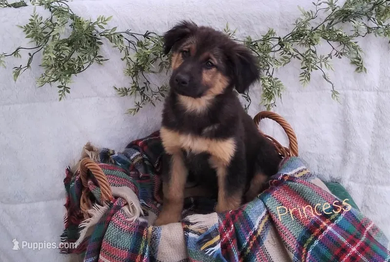 Princess  – German Shepherd Dog, Australian Labradoodle puppy for sale in Lancaster, OH