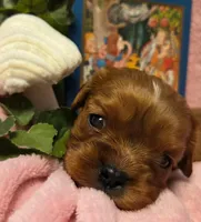 Alice in Wonderland , a female Cavalier King Charles Spaniel for sale in Lancaster, OH – 4 of 10