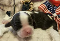 Patriot, a male Cavalier King Charles Spaniel for sale in Lancaster, OH – 2 of 10