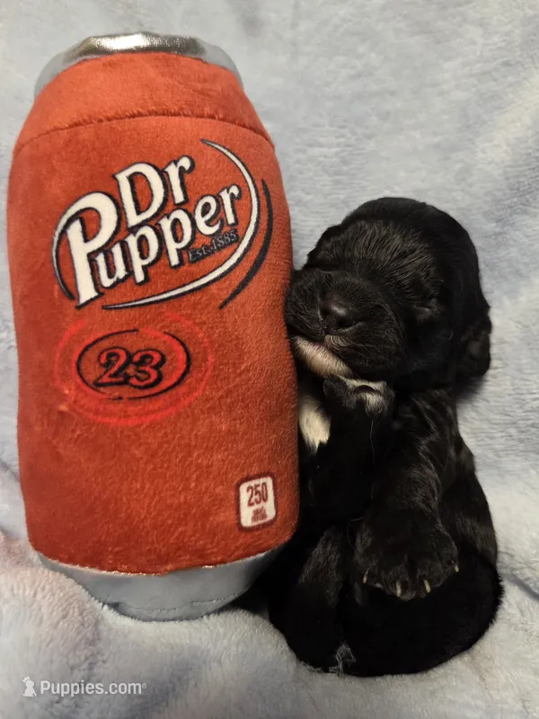 Dr Pupper – Cavapoo puppy for sale in Lancaster, OH