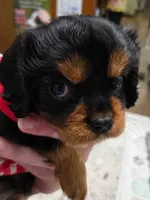 Rosemary , a female Cavalier King Charles Spaniel for sale in Lancaster, OH – 2 of 10