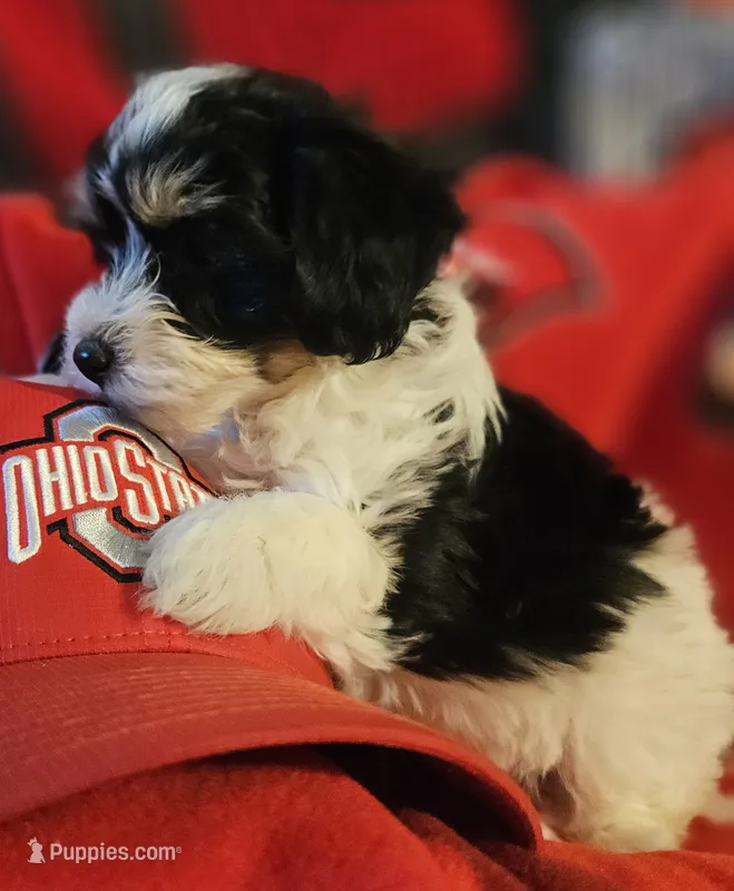 Victor  – Poodle - Miniature , Bichpoo puppy for sale in Lancaster, OH