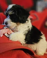 Victor , a male Poodle - Miniature  and Bichpoo for sale in Lancaster, OH – 1 of 9