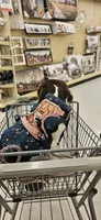 Emerald Faerie - pet only, a female Cavalier King Charles Spaniel for sale in Lancaster, OH – 5 of 9