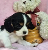 Honey Bear AKC, chocolate carrier, Embark tested, a female Cavalier King Charles Spaniel for sale in Lancaster, OH – 6 of 8
