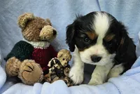 Boyds Bear akc , a male Cavalier King Charles Spaniel for sale in Lancaster, OH – 6 of 10