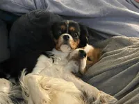 Ky, a male Cavalier King Charles Spaniel and Cavachon for sale in Lancaster, OH – 3 of 6