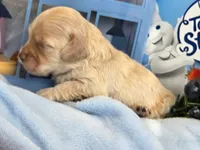 Blueberry Struedel hypoallergenic , a female Cockapoo and Bichpoo for sale in Lancaster, OH – 6 of 8