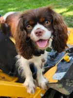 Emerald Faerie - pet only, a female Cavalier King Charles Spaniel for sale in Lancaster, OH – 2 of 9