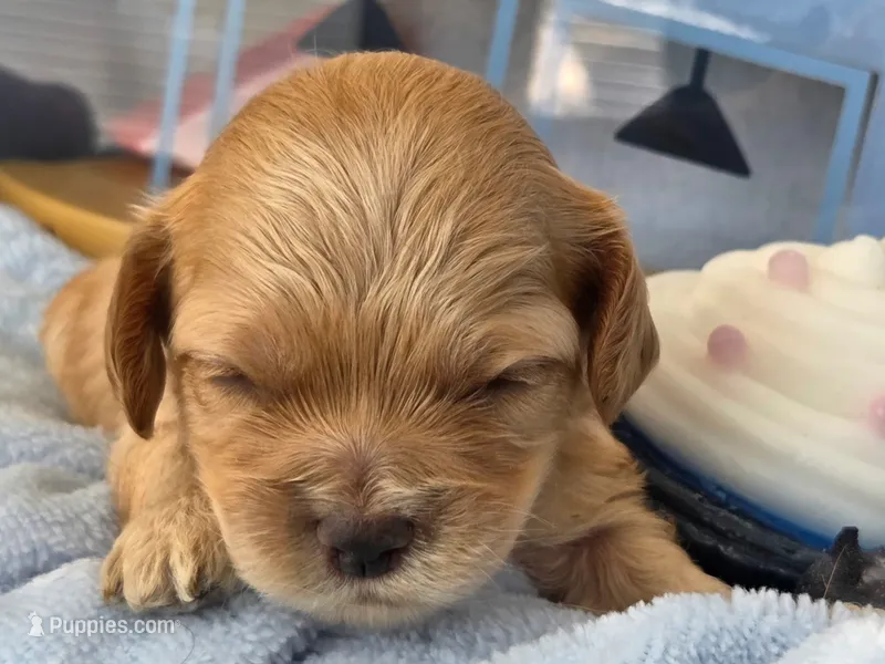 Blueberry Cupcake  – Cockapoo, Bichpoo puppy for sale in Lancaster, OH