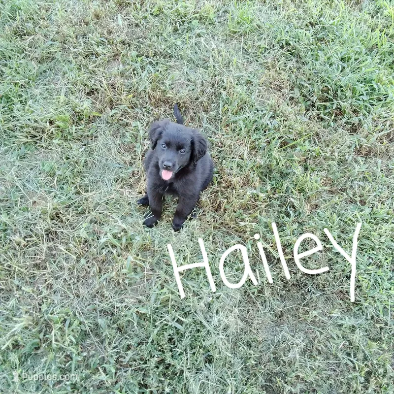 Hailey  – German Shepherd Dog, Labradoodle puppy for sale in Lancaster, OH