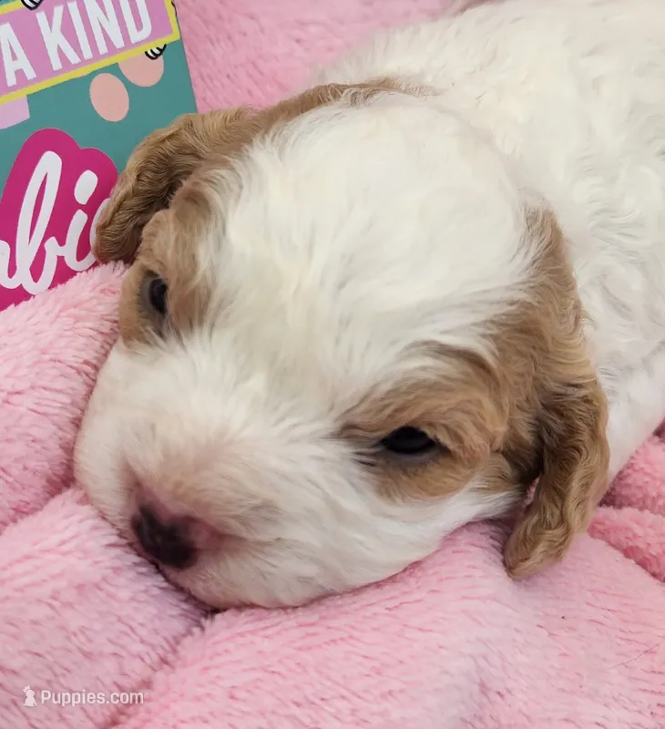 Barbie Doll – Cavalier King Charles Spaniel, Cavachon puppy for sale in Lancaster, OH