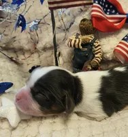 Patriot, a male Cavalier King Charles Spaniel for sale in Lancaster, OH – 4 of 10