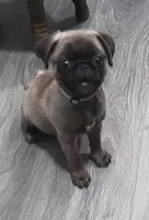 Puglet , a male Pug for sale in Lancaster, OH – 6 of 7