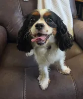 Winnie , a female Cavalier King Charles Spaniel for sale in Lancaster, OH – 10 of 10
