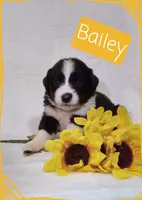 Kinsley , a female German Shepherd Dog and Labradoodle for sale in Lancaster, OH – 2 of 3