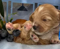 Blueberry Puptart, a male Cockapoo and Bichpoo for sale in Lancaster, OH – 5 of 9