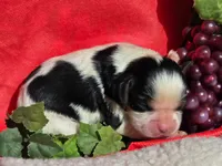 Goofy Grape, a male Cavalier King Charles Spaniel for sale in Lancaster, OH – 4 of 7