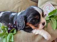Basil, a male Cavalier King Charles Spaniel for sale in Lancaster, OH – 2 of 10