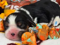 Hershey Kiss, a male Cavalier King Charles Spaniel for sale in Lancaster, OH – 6 of 8