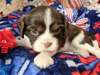 Independence , a female Cavalier King Charles Spaniel for sale in Lancaster, OH – 6 of 6