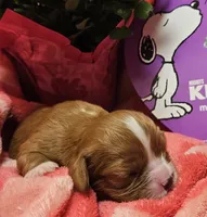 Charlie Brown akc, a male Cavalier King Charles Spaniel for sale in Lancaster, OH – Photo 1 of 4