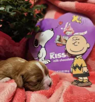 Charlie Brown akc, a male Cavalier King Charles Spaniel for sale in Lancaster, OH – Photo 3 of 4