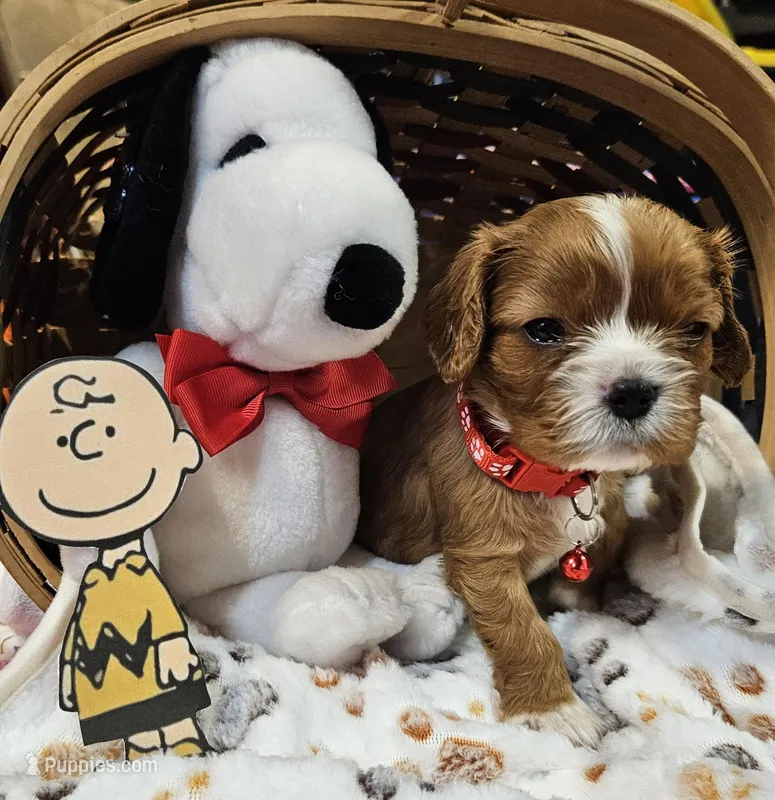 Charlie Brown akc – Cavalier King Charles Spaniel puppy for sale in Lancaster, OH