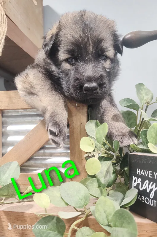 Luna – German Shepherd Dog puppy for sale in Lancaster, OH