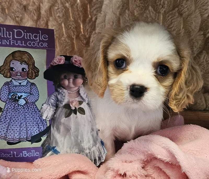 Dolly Dingle  – Cavalier King Charles Spaniel, Cavachon puppy for sale in Lancaster, OH