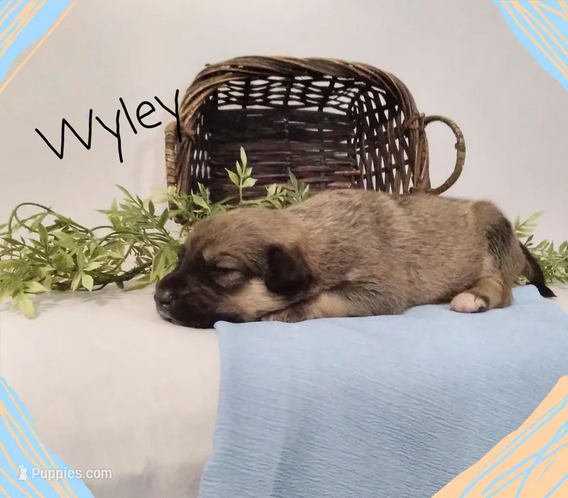 Wyley – German Shepherd Dog, Labradoodle puppy for sale in Lancaster, OH